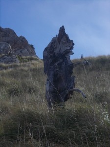 DSCN6872