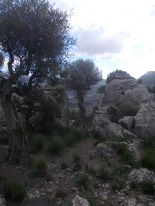 DSCN6890