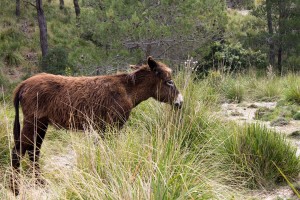 _MG_0756a