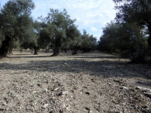 DSCN3664